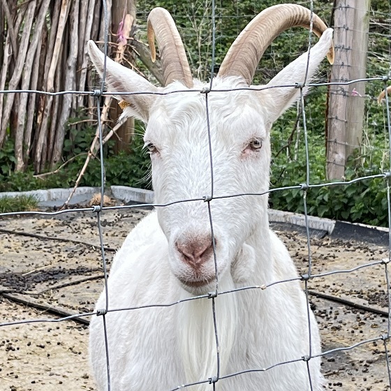 goat