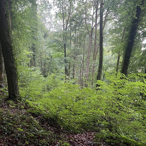 image2r
