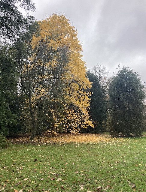 251112 Westonbirt4