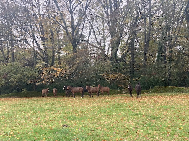 251112 Westonbirt5