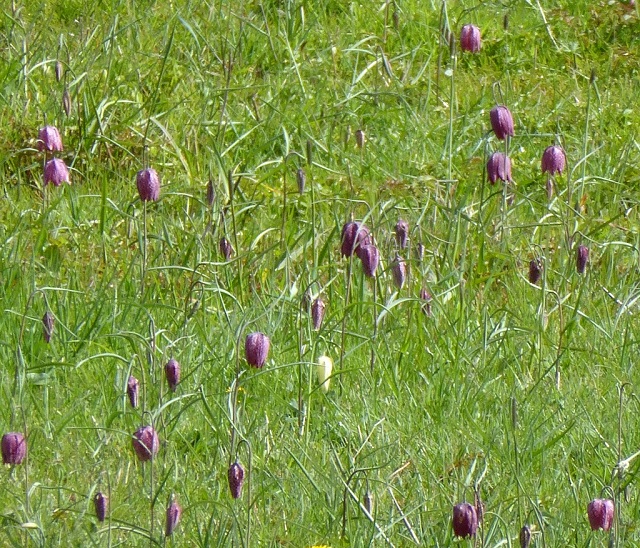 Fritilary