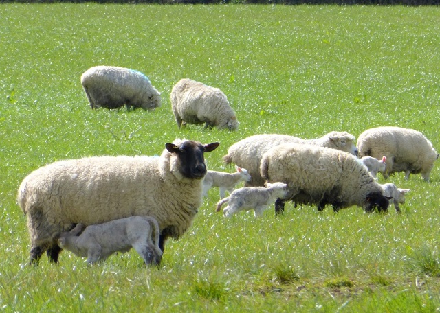 Lambs