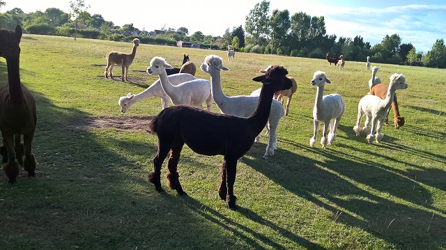 Friendly herd of Alpacas