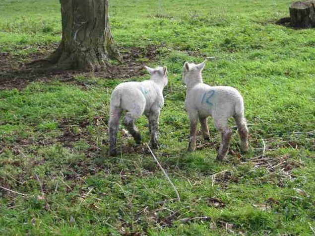 lamb 12 and no number