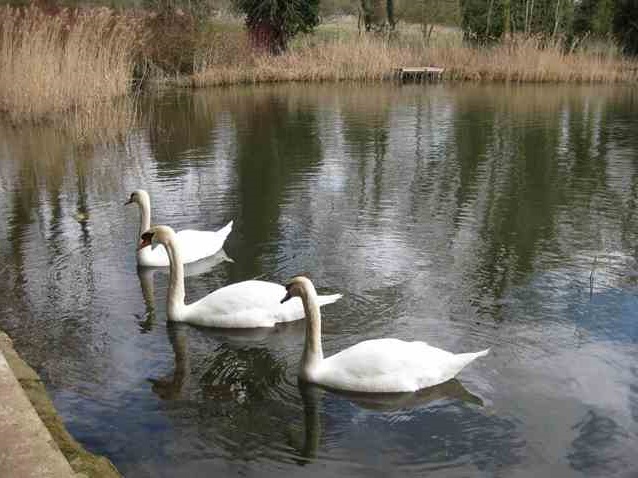 swans at refreshment break