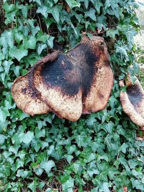 bracket fungus